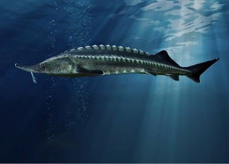 Beluga sturgeon swimming in deep blue Caspian Sea water.